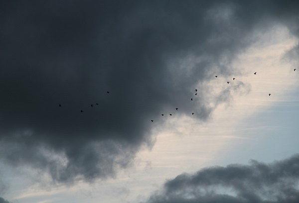 Birds in the Clouds